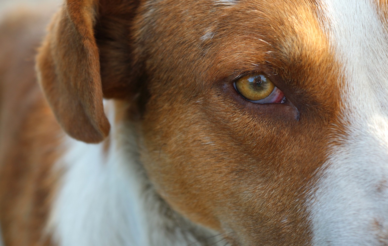 犬の眼