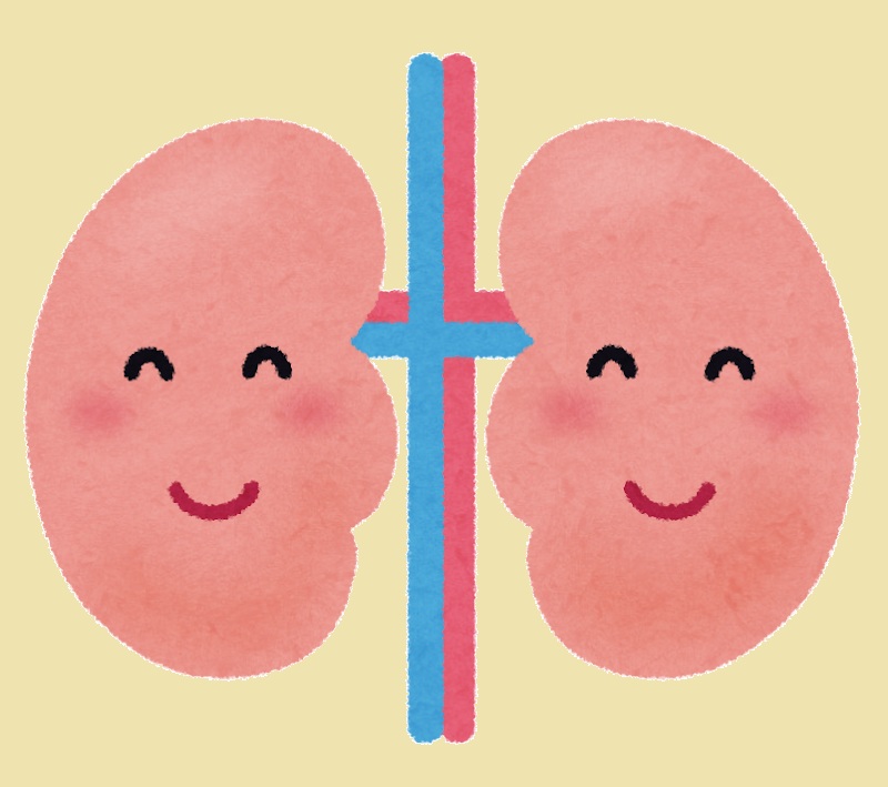 腎臓の健康