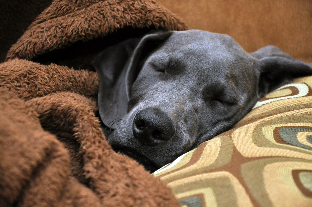 眠る犬