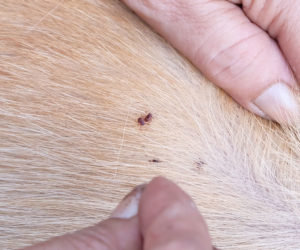 犬のノミ