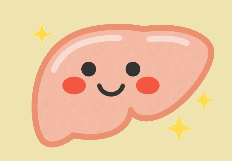 健康な肝臓