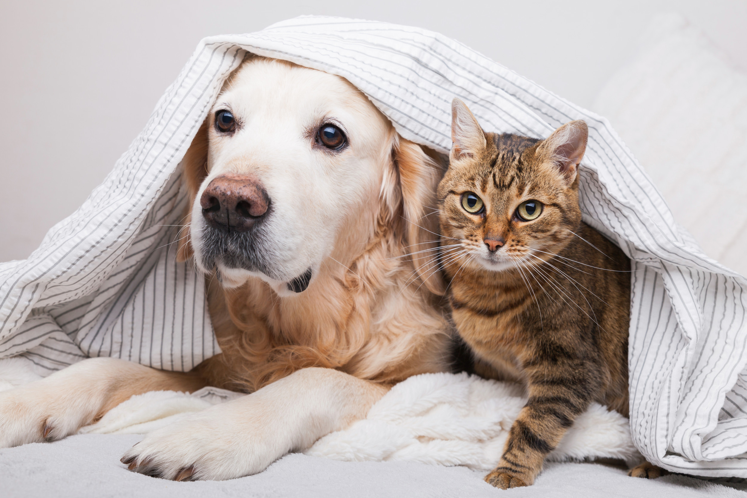犬と猫
