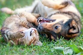 犬と猫