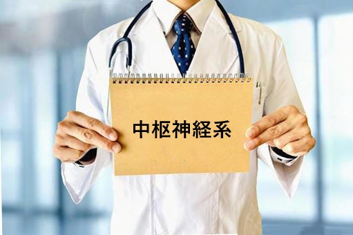 中枢神経系