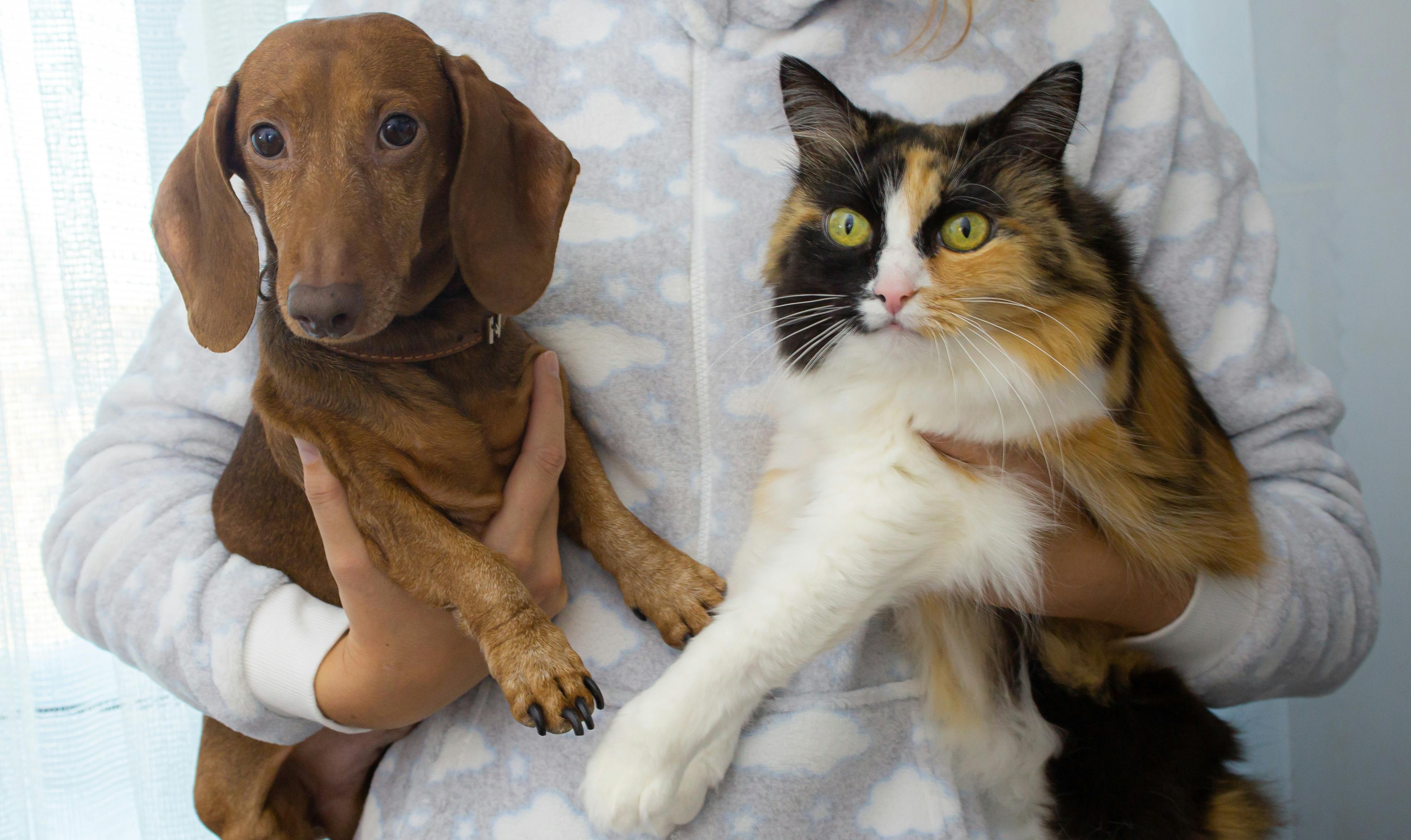 犬と猫
