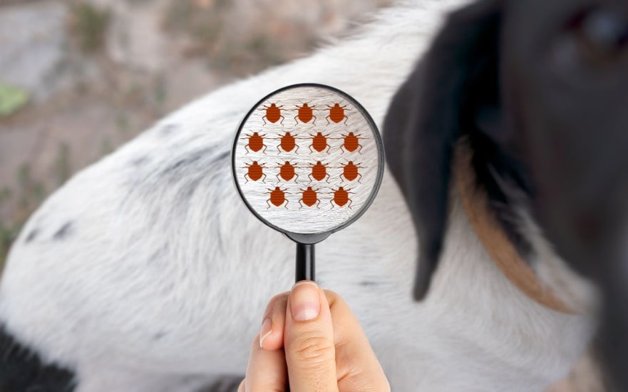 動物の寄生虫