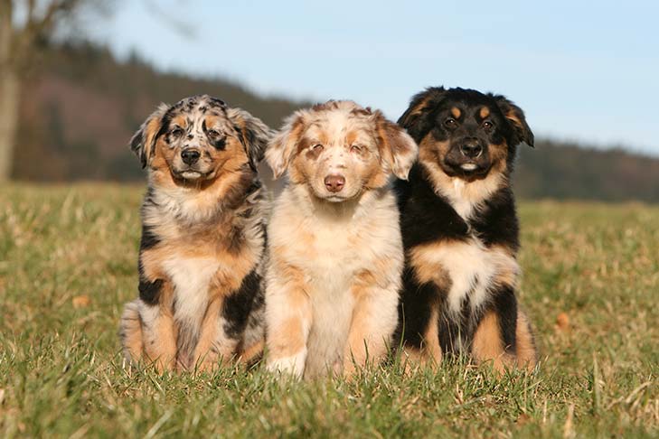 犬