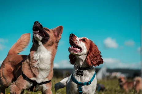 犬