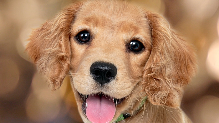 犬