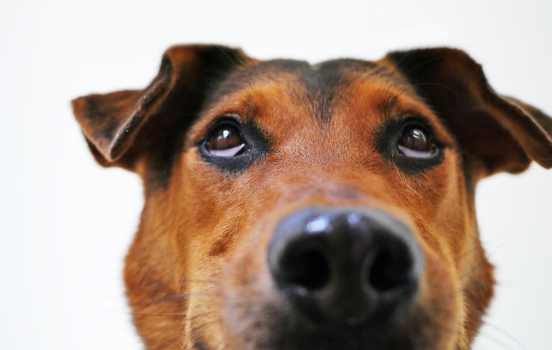 犬