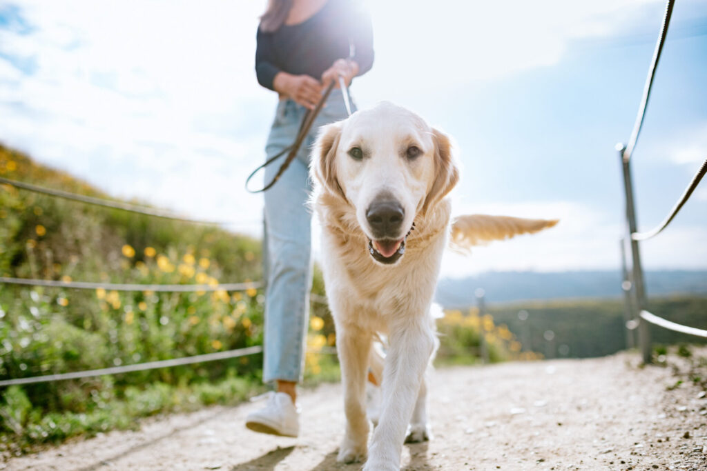 散歩する犬