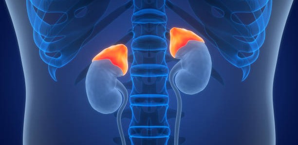 人のからだ、副腎