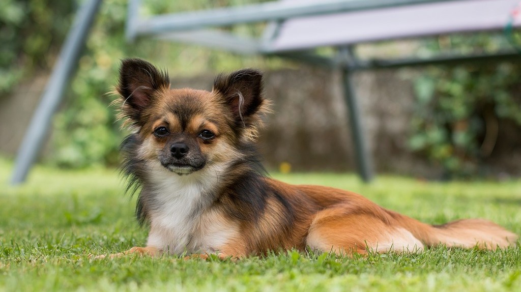 小型犬