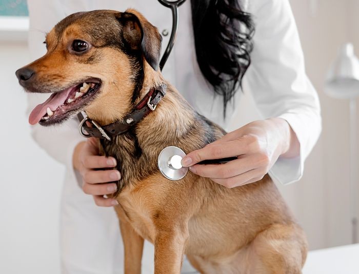 犬
