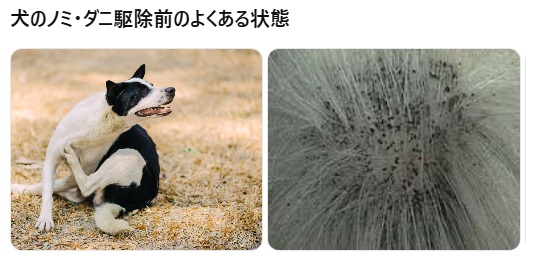 わんちゃん痒いかな