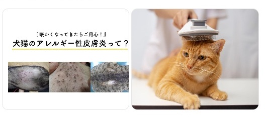 猫のノミ