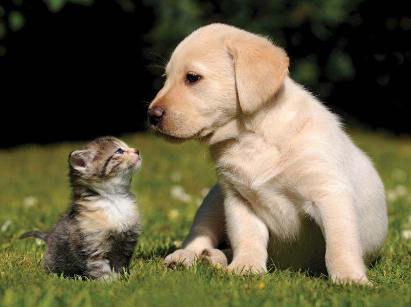 子犬子猫