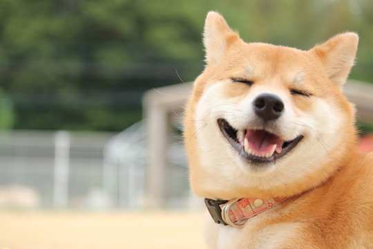 わんちゃん