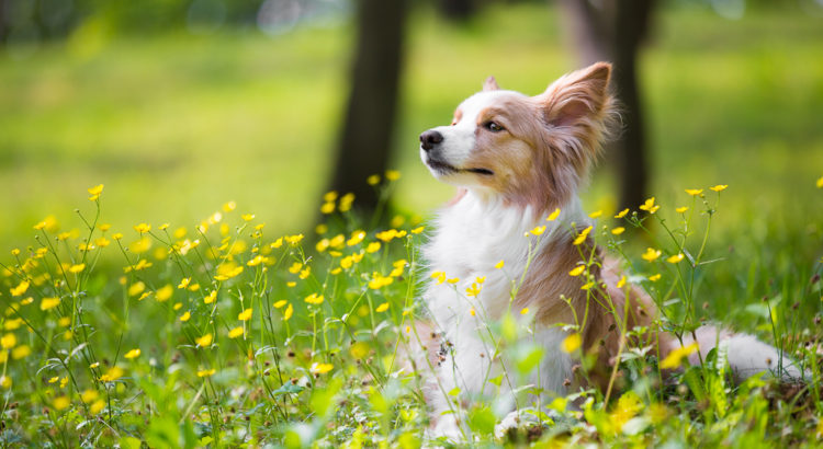 小型犬