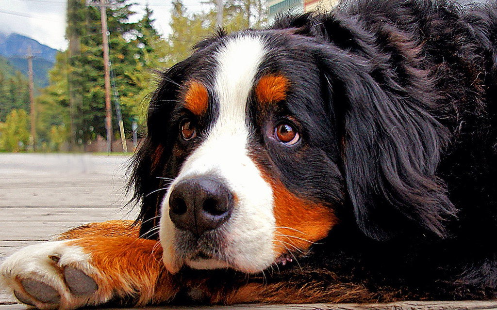犬