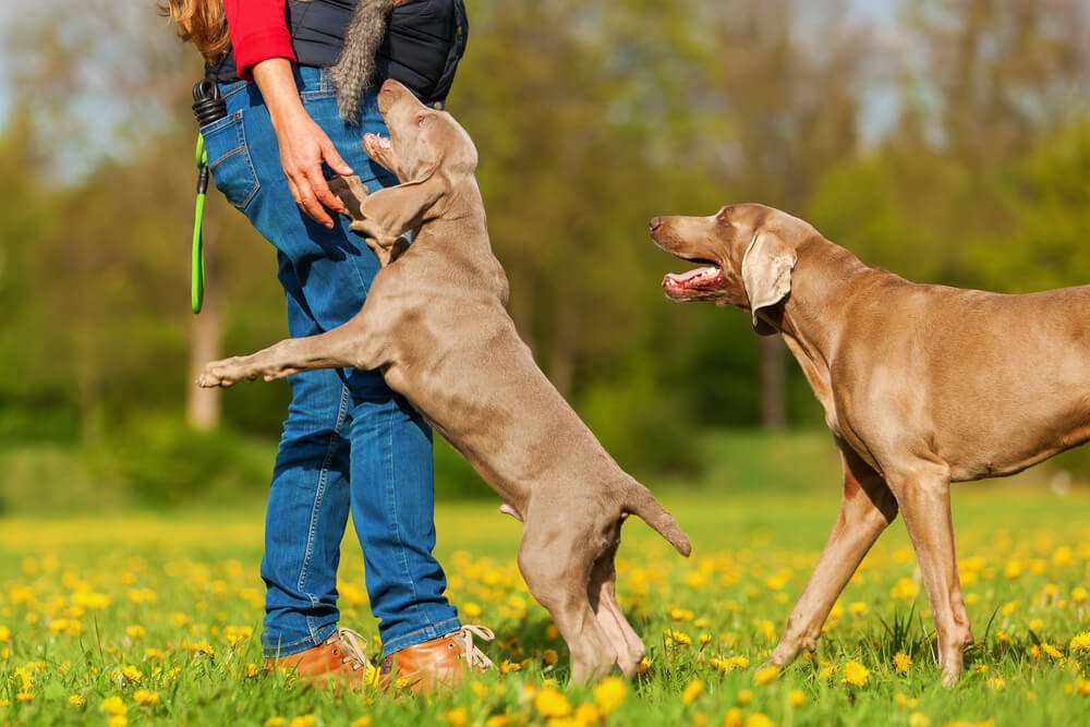 飛びつく犬